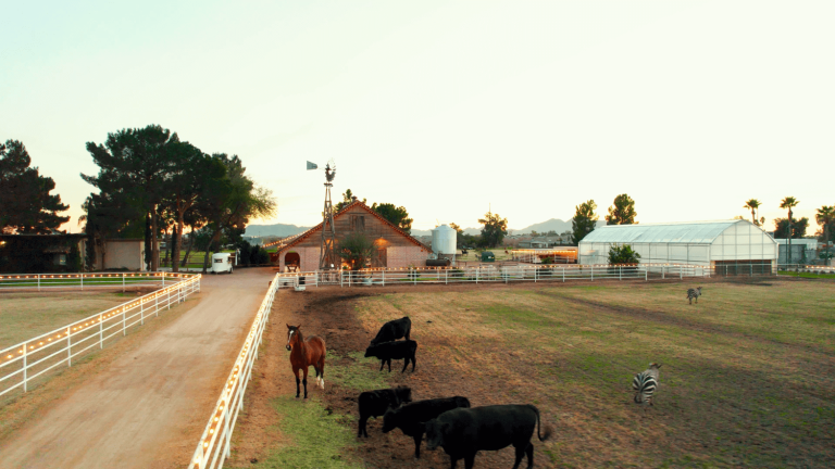 animals 768x432